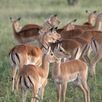 Tanzania nationaal park